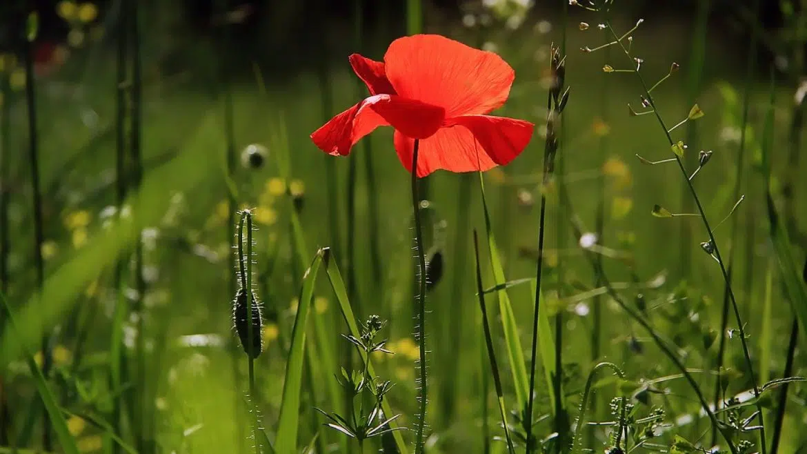 Comment choisir son mobilier pour son salon de jardin ?